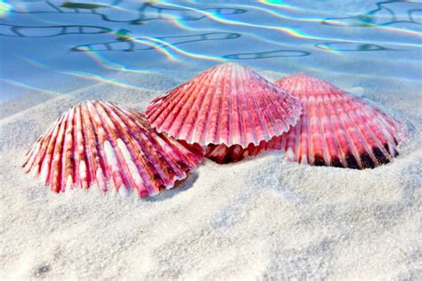 Pink Shells Sea Shells Shell Beach Pretty In Pink