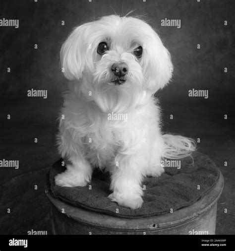 Portrait Of A Maltese Dog Stock Photo Alamy