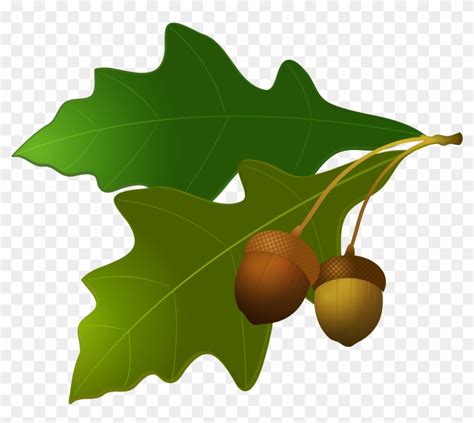 Oak Leaf Acorn Clipart