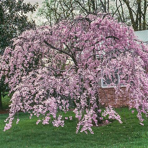 Pink Weeping Cherry Shop Ornamental Trees Michigan Bulb