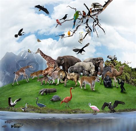 Nature Collage With Wild Animals And Stock Image Colourbox