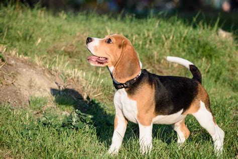 Foxhound Dog Breeds Facts Advice And Pictures Mypetzilla Uk