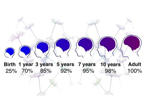 Brain Growth In The First Five Years Of Life Institute For Learning