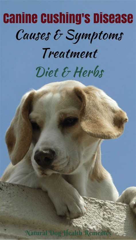 Natural Treatment For Cushings In Dogs Apartments And Houses For Rent