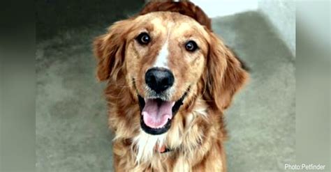 25 Golden Retrievers That Need A Home Now The Animal Rescue Site News