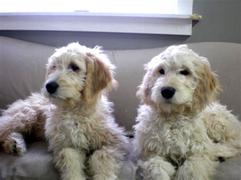 For tips, match advice, and more, follow us! Goldendoodle Puppies & Dogs for Sale in Michigan (F1 ...