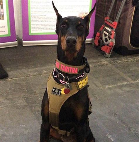 Westminster Kennel Club Dog Show Los Mejores Perros Del Mundo Se Lucen
