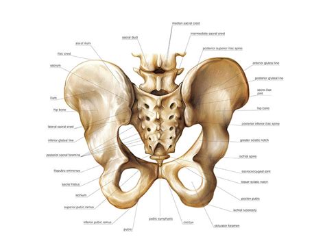 The geometry of bony pelvis differs significantly between males and females. Pelvis Photograph by Asklepios Medical Atlas