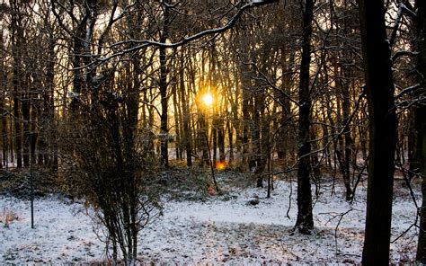 Landscape Sunset Winter Snow Forest Lens Flare Nature Sunlight