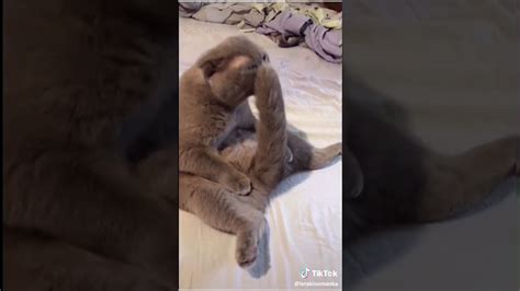 Ticktok Cat Licking Its Tail Youtube
