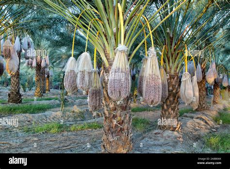 Plantation Date Palms Baggednetted Drying Deglet Noor Fruit