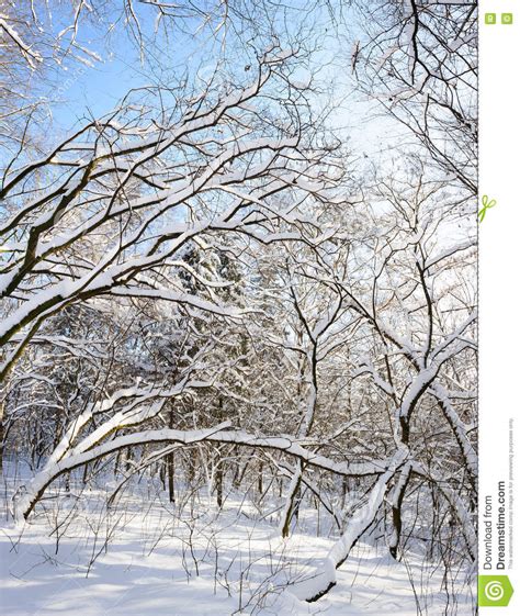 Snow Covered Winter Trees Stock Photo Image Of Forest