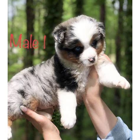 The aussie, as they're nicknamed, are happiest when they have a job to do. Top quality Australian Shepherd puppies in Atlanta, Georgia - Puppies for Sale Near Me