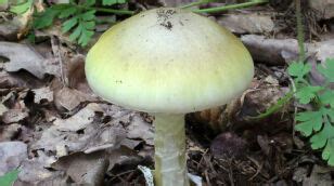 Najświeższe informacje, zdjęcia, video o grzyby jadalne w polsce; Jak odróżnić grzyby jadalne od śmiertelnego muchomora