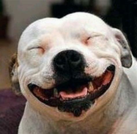 Hes So Happy Canine Humour Pinterest Dog Animal And Pit Bull
