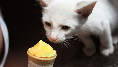 Chocolate is harmful to cats due to if you suspect that your cat has eaten some ice cream made with artificial sweeteners, you should immediately call a vet. Can Cats Eat Ice Cream? Is Ice Cream Safe For Cats? - CatTime