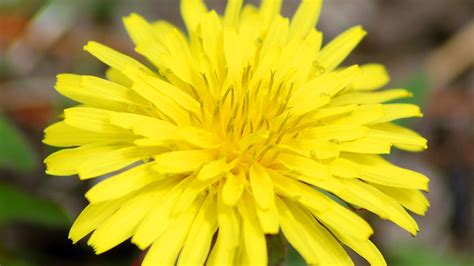 Identify Yellow Garden Flower Best Flower Site