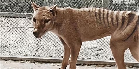 Film Archive Releases Colorized Footage Of Last Known Tasmanian Tiger