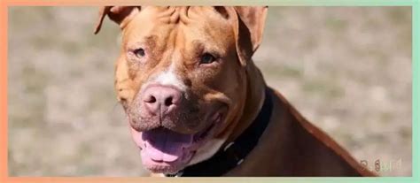 What Are The Different Types Of Pitbull Bloodlines 10 Most Popular