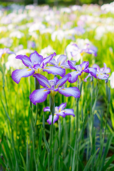 Japanese Irises Japanese Iris Rare Flowers Summer Wallpaper