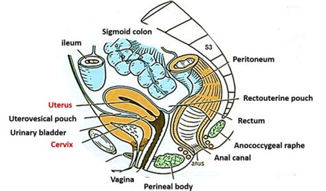 uterus parts position supports arterial supply and lymphatic drainage