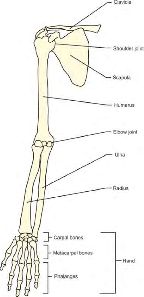 Anatomy Of Upper Limb