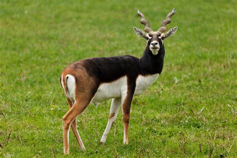 27 Interesting And Weird Facts About Antelopes Tons Of Facts