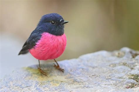 Pink Robin Petroica Rodinogaster Sw Of Melbourne Victor Flickr