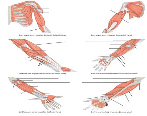 In human anatomy, the arm is the part of the upper limb between the glenohumeral joint (shoulder joint) and the elbow joint. forearm and arm muscles