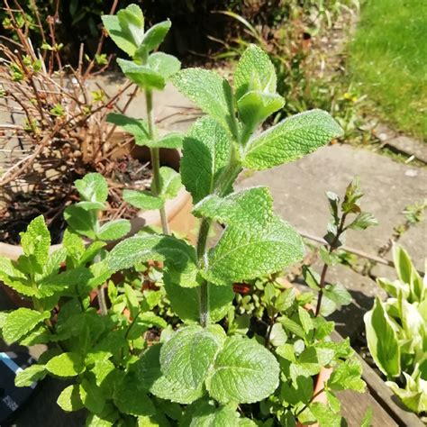 Mentha Suaveolens Apple Mint In Gardentags Plant Encyclopedia