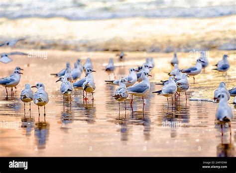 Amazing Birds Of Israel Birds Of The Holy Land Stock Photo Alamy