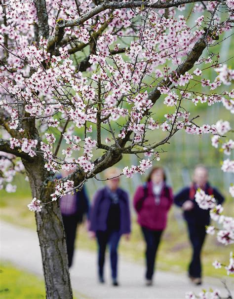 Dementsprechend ist es klein und ganz sicher ein raumwunder. Einsame Mandelblüte: Gimmeldingen erlässt Besuchsverbot ...