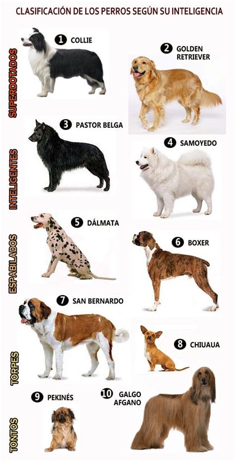 Pin En Razas De Perros