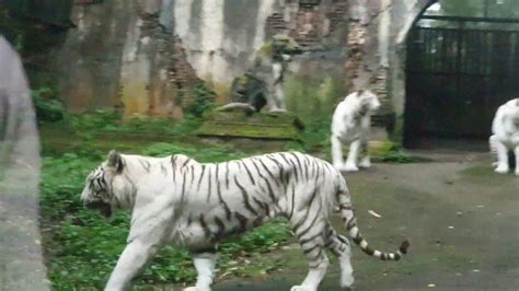 Berbahaya Harimau Di Taman Safari Indonesia Bogor Youtube