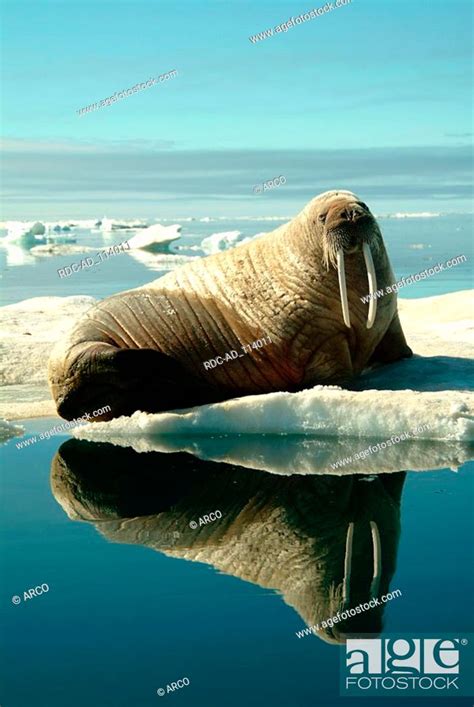 Atlantic Walrus On Ice Floe Baffin Island Nunavut Territory Canada