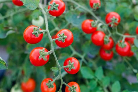 Best Disease Resistant Tomato Varieties For Common Tomato Diseases