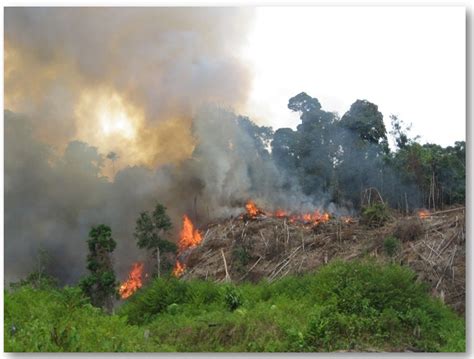 Unduh 75 Gambar Bencana Alam Kebakaran Hutan Terbaik Info Gambar