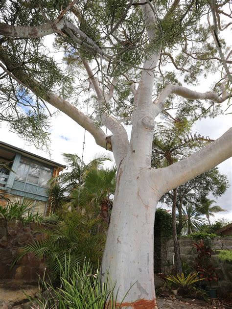 Tree Lopper Greg Davies Fined 6000 For Cutting Down Protected Lemon