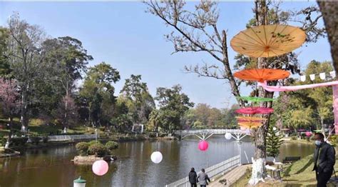 Cherry Blossom Festival 2021 Begins At Shillong Nagaland Page