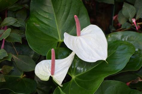 Anthurium White Heart Flamingo Flower From Plant Life Farms