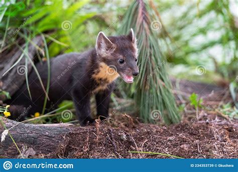 American Pine Marten Martes Americana Kit Mouth Open Under Wood And