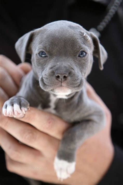 14 Best Blue Nose Pit Bull Images On Pinterest Pit Bull Puppies Baby