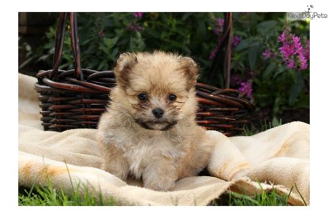 The pomeranian can be traced back to the spitz sled dog. Poma-Poo - Pomapoo puppy for sale near Lancaster, Pennsylvania | 13d50509-a751
