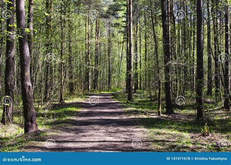 Green Forest With A Path Sunny Spring Day Stock Photo Image Of