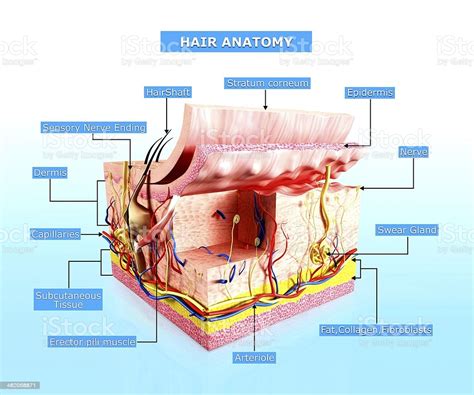 Human Skin Hair Anatomy Diagram Stock Photo And More