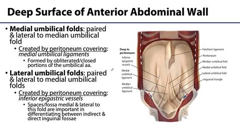 Abdominal Wall Peritoneum And Intestines Lo Abdominal Wall Youtube