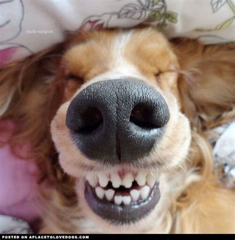 25 Pictures Of Super Happy Dogs That Will Make Your Day Super Better