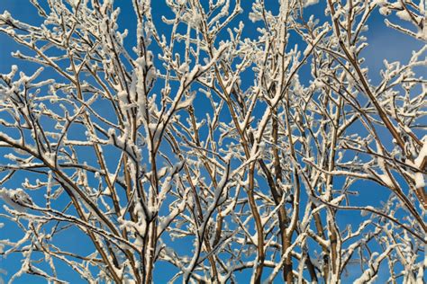 Snow Covered Tree Branches Against The Blue Sky Copyright Free Photo