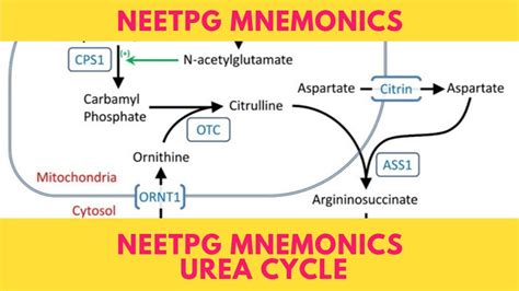 Neetpg Mnemonics Urea Cycle Youtube