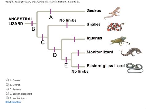 Solved Using The Lizard Phylogeny Shown State The Organism